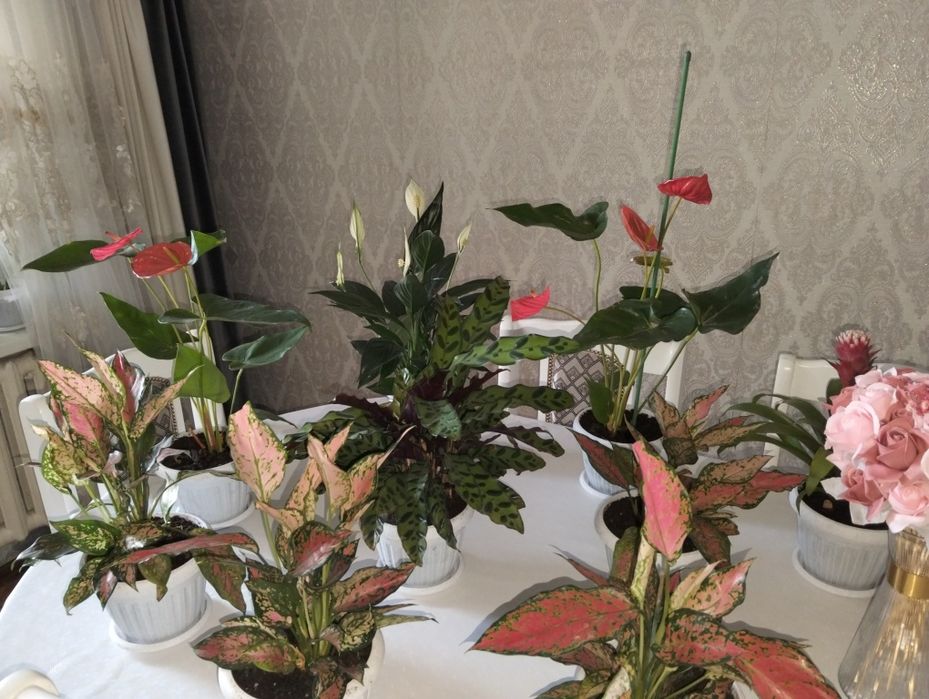 Домашние цветы, разных видов