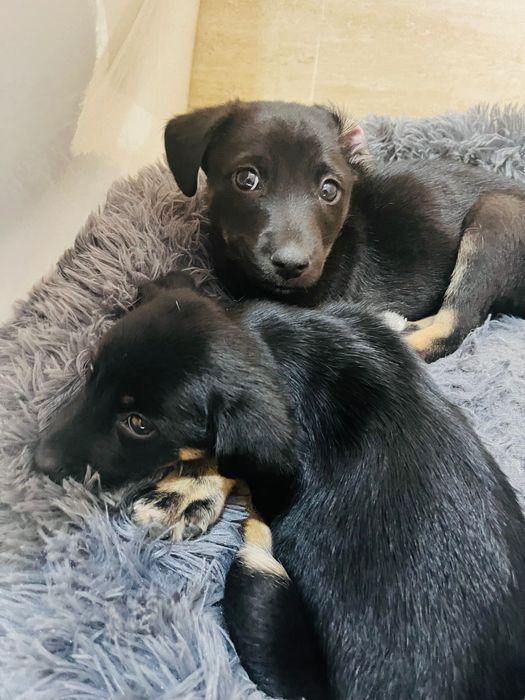 Два очаровательных щенка в добрые руки!