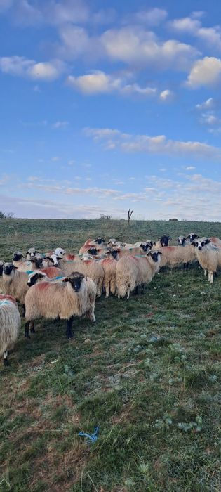 Vând 20 de oi și 2 berbeci