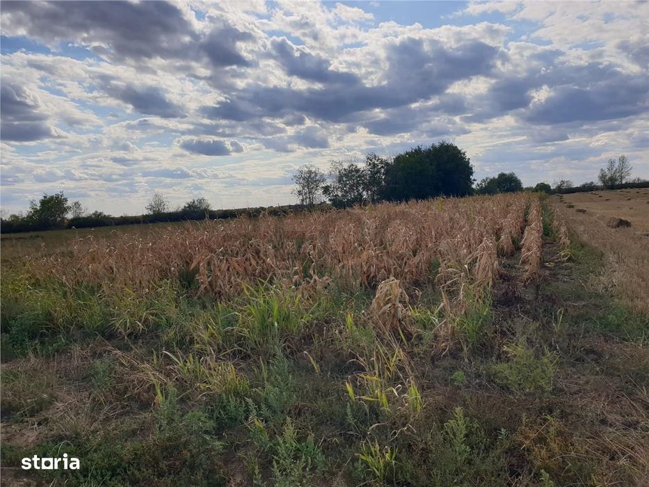 Teren extravilan in Santion