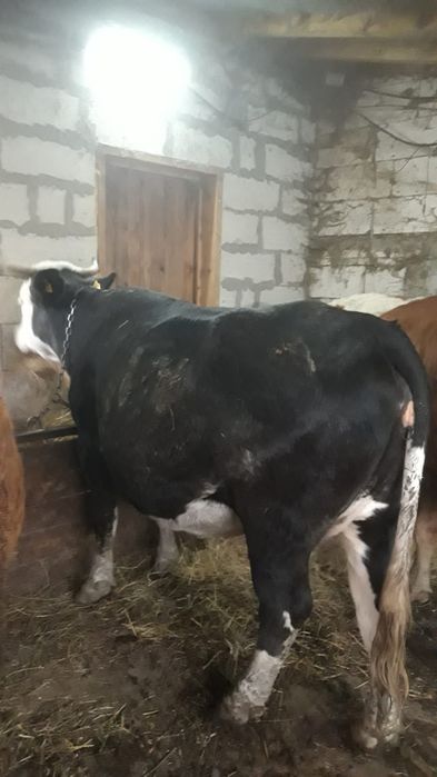 de vanzare vaca de lapte