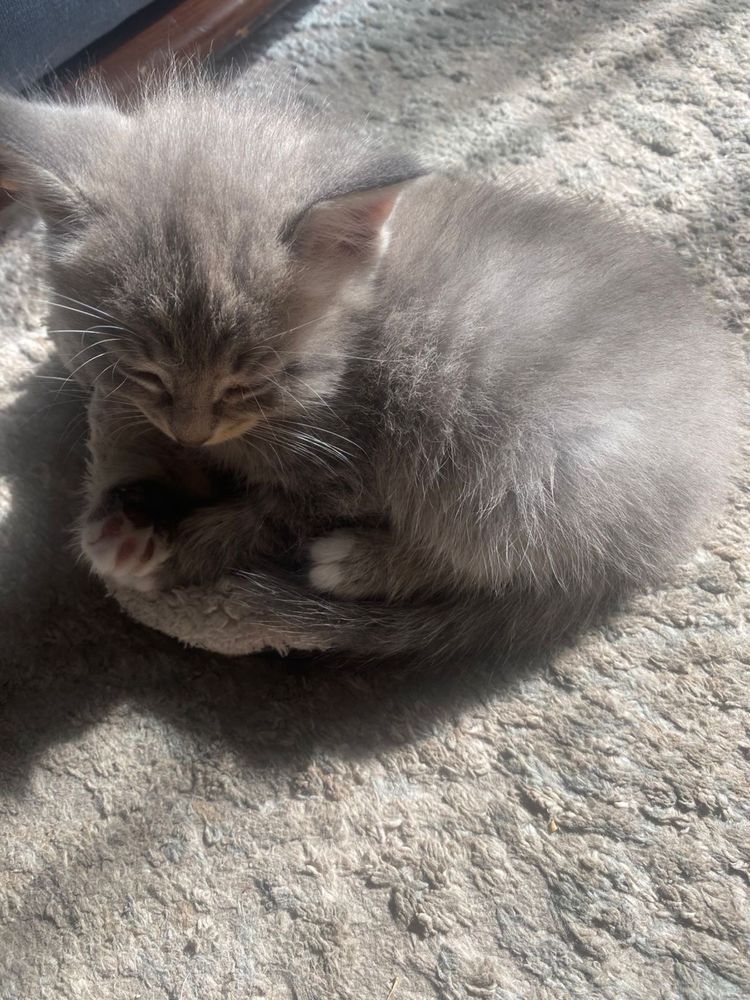 Отдам котят в добрые руки