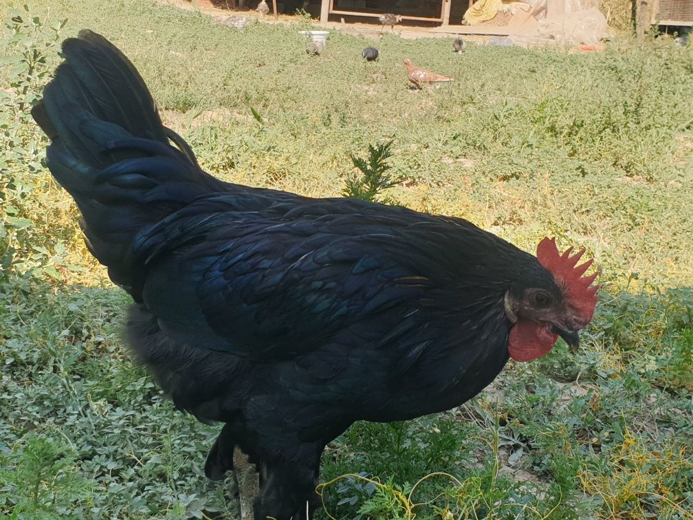 Qora shahzoda (2 ta)