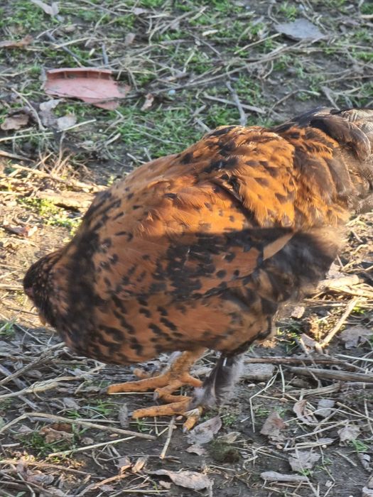 Vand sau schimb cocosi din anul asta