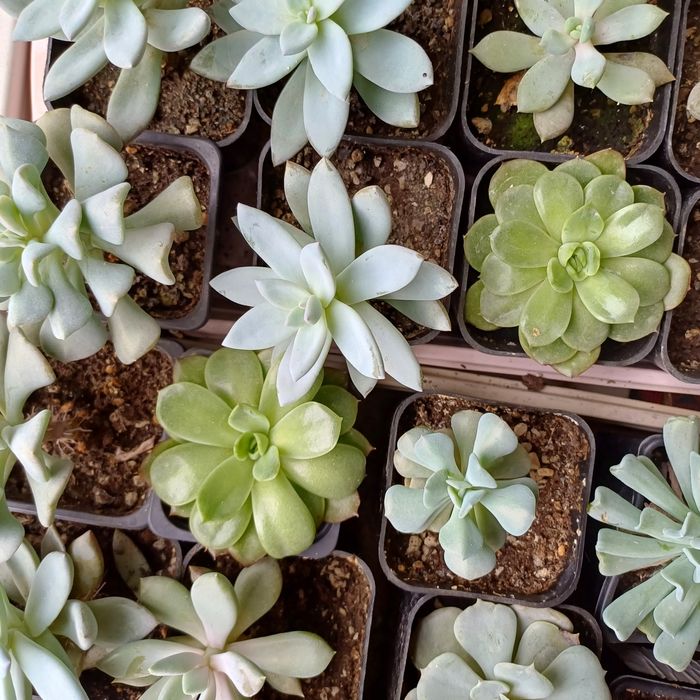 Домашние цветы. суккуленты. цветы в горшках.