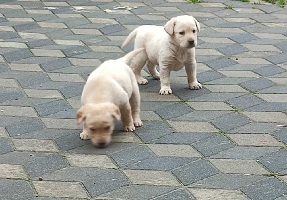 Ofer Pui Labrador auriu