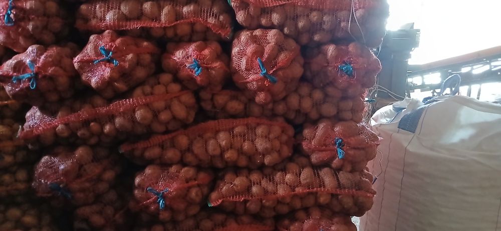 Cartof consum alb sí rosu