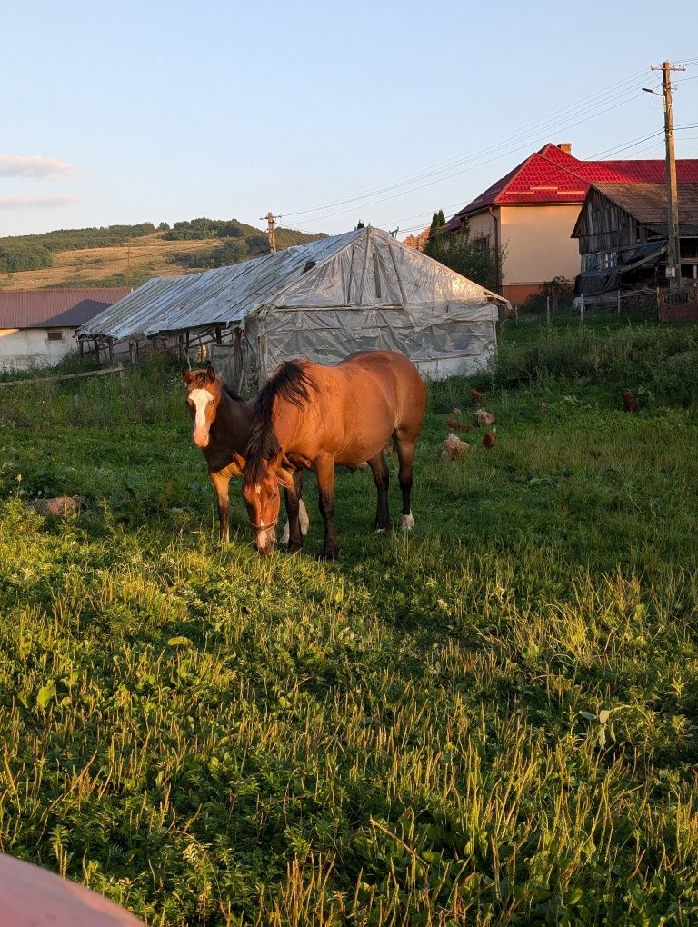 Vând iapa de 4 pe 5 ani fara manz