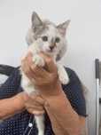 КОТЁНОК , очень красивая и игривая девочка!