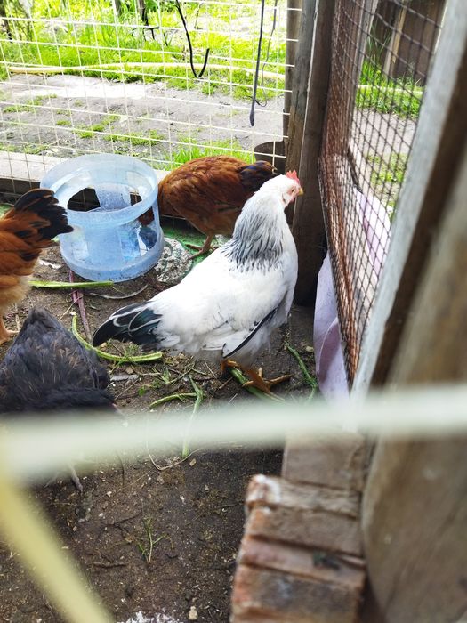 Петушки обмен на курочку или продам