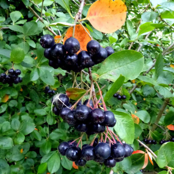 Suc natural de Aronia