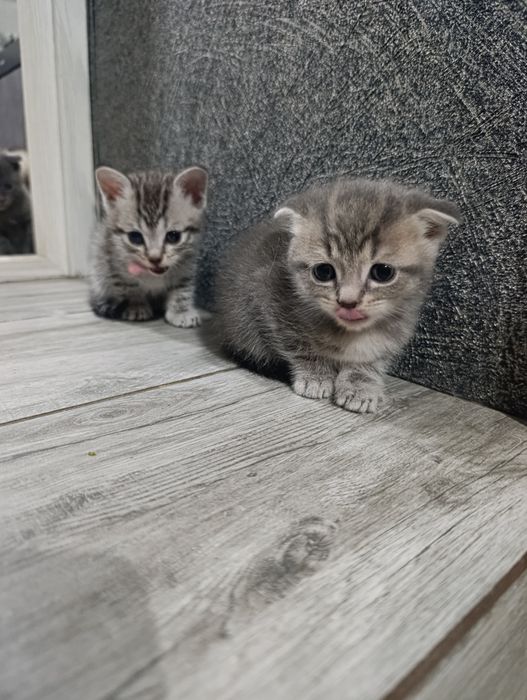 Шотландские котята