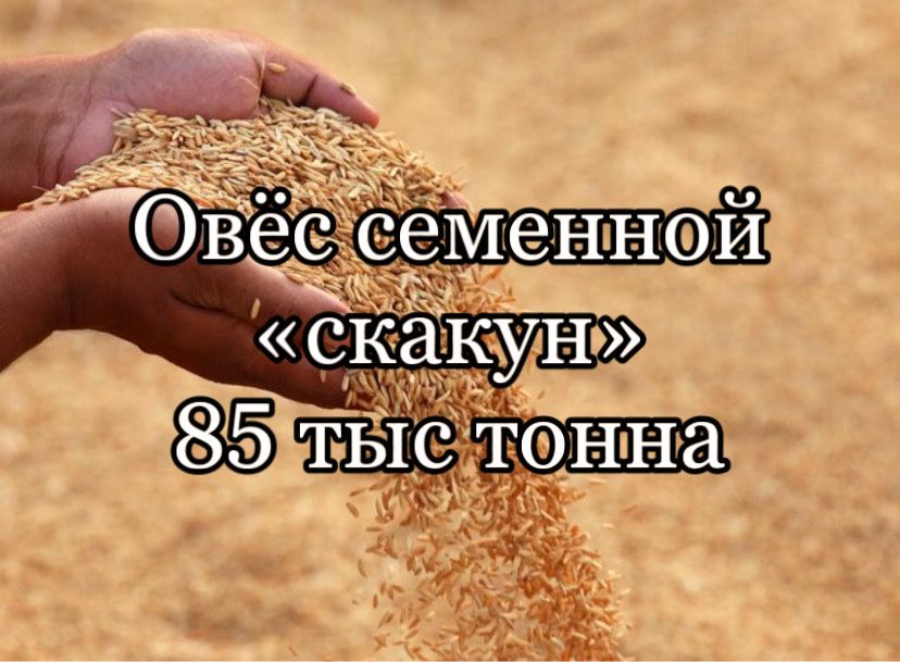 Продам семена овёс сорт «скакун»