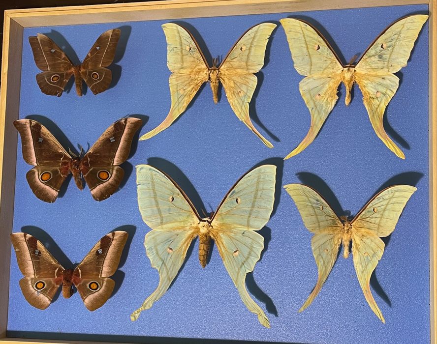 Колекция пеперуди насекоми