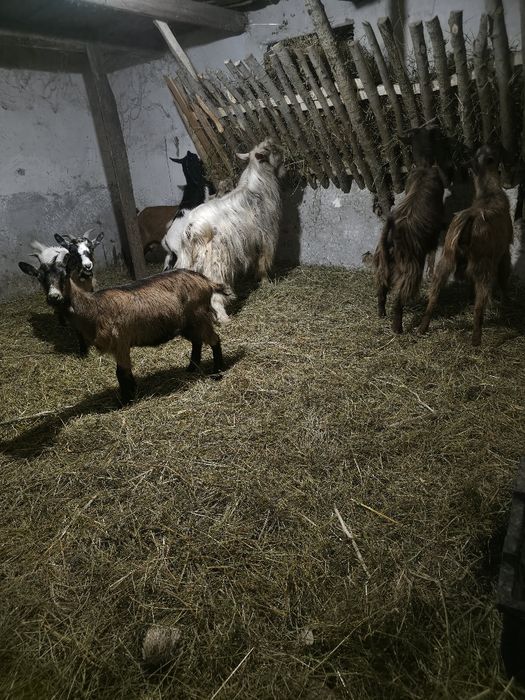 Vând sau dau la schimb pe oi capră de lapte ,țap,și ieduțe tinere .