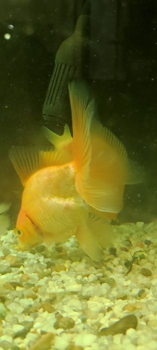 Декоративни рибки - възможен и бартер за растения - Само за гр.ВИДИН!!