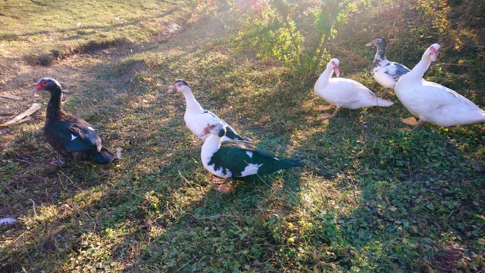 Rațe mute de vânzare