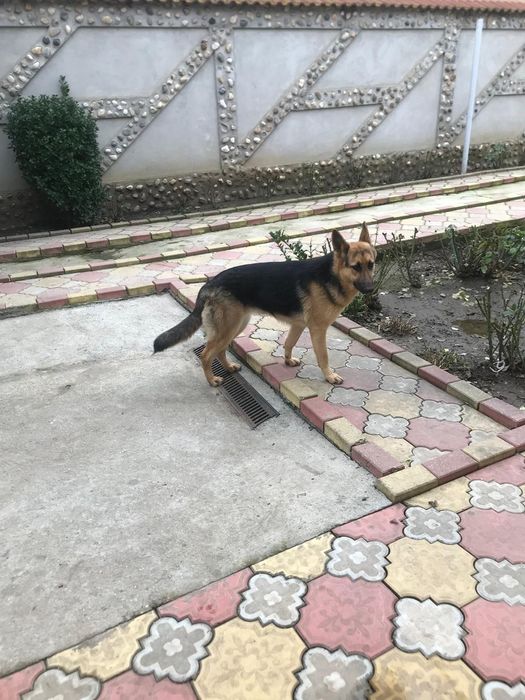 Câine  Ciobănesc german ,femelă