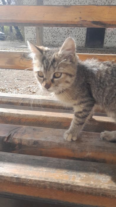 Бесплатно котенок