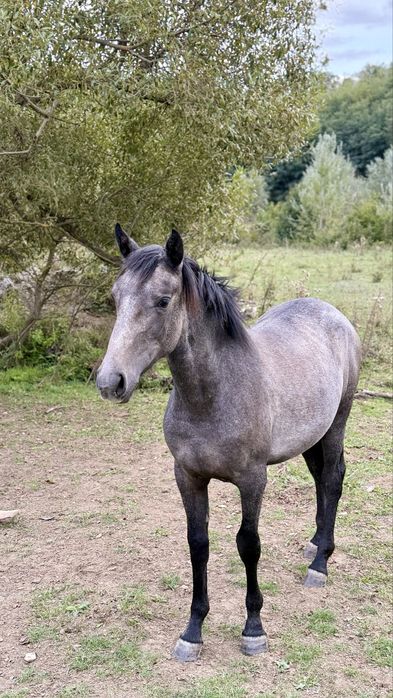 Vand manza carlana  pentru echitatie arab