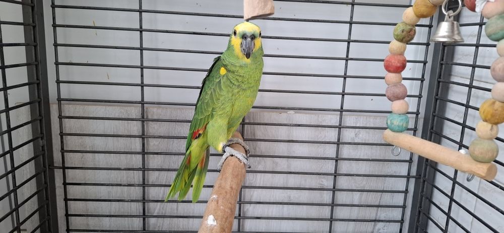 Папагал Синьочела амазона мъжка