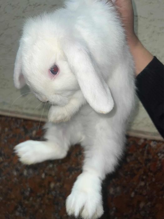 Кролик: карликовый баранчик