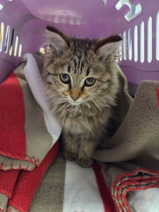 Ищу дом котшечке.