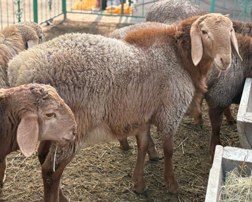 Қошқарлыққа арналған