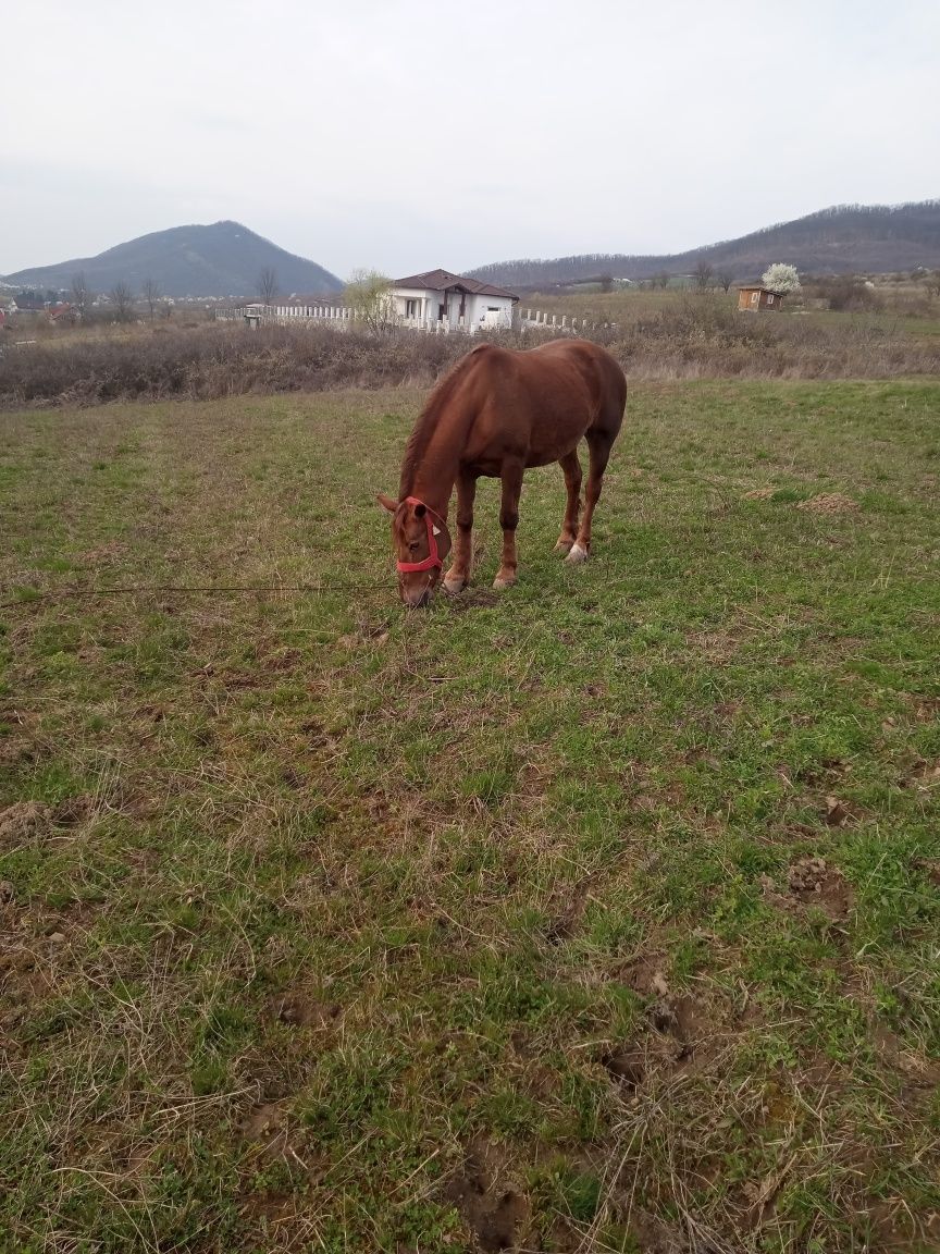 Vând iapă de 9 ani, blândă, cu pașaport și cip+ham și ștraif inclus