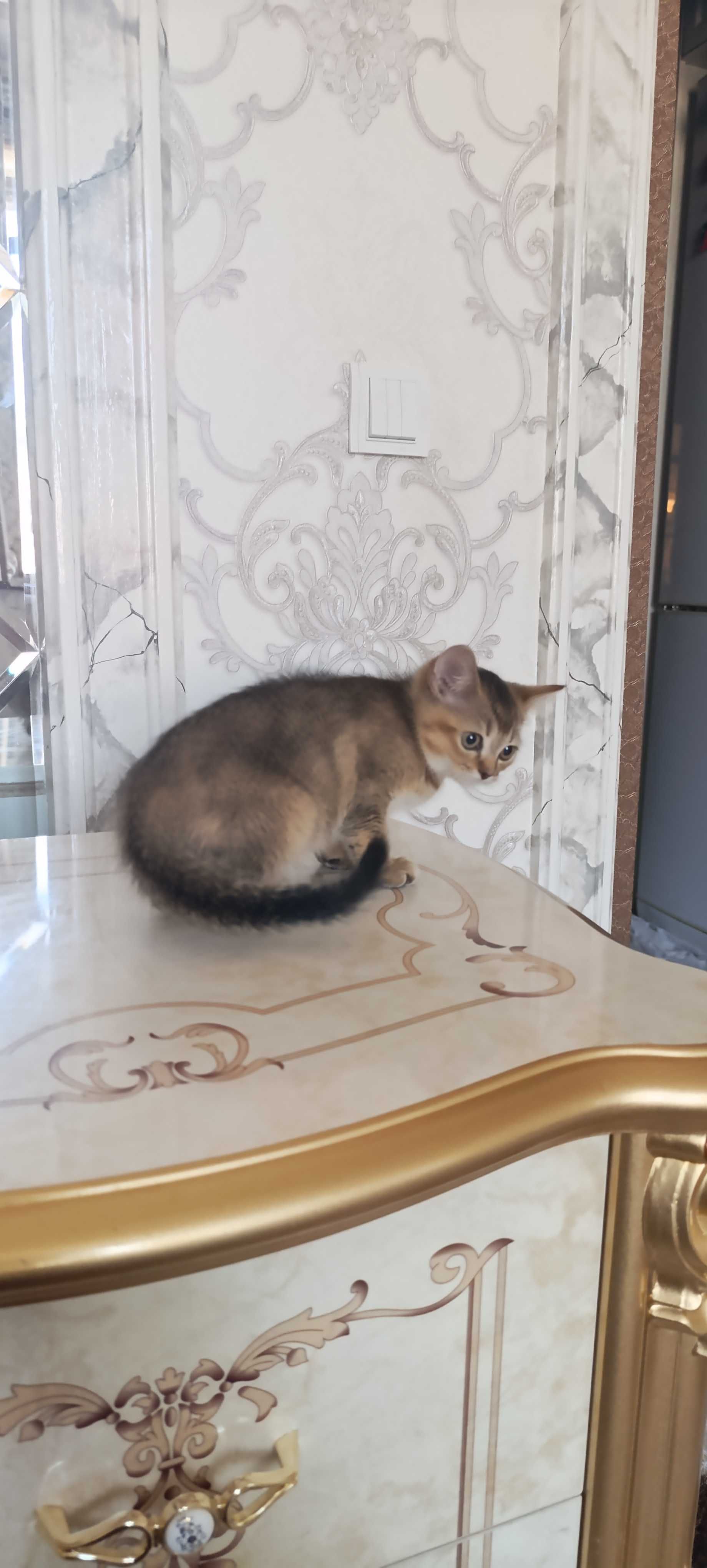 Золотая шиншила сотилади