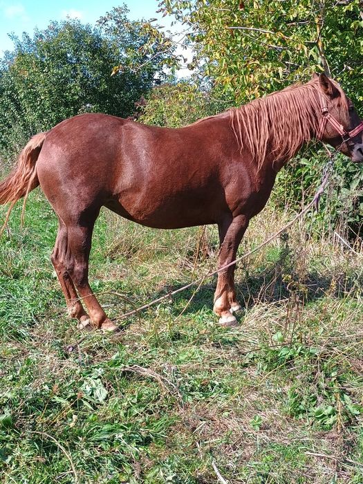 Vând iapă buna de 5 ani