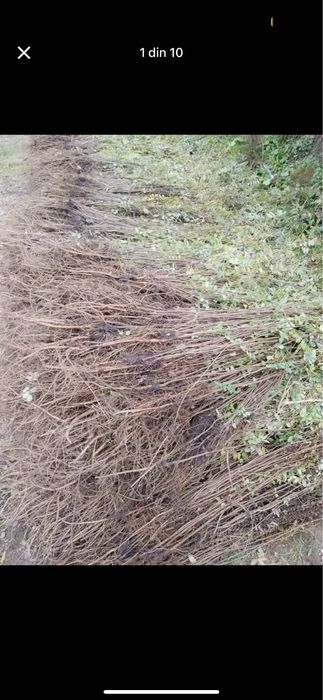 Puieți diferite soiuri direct de la producator100% !!