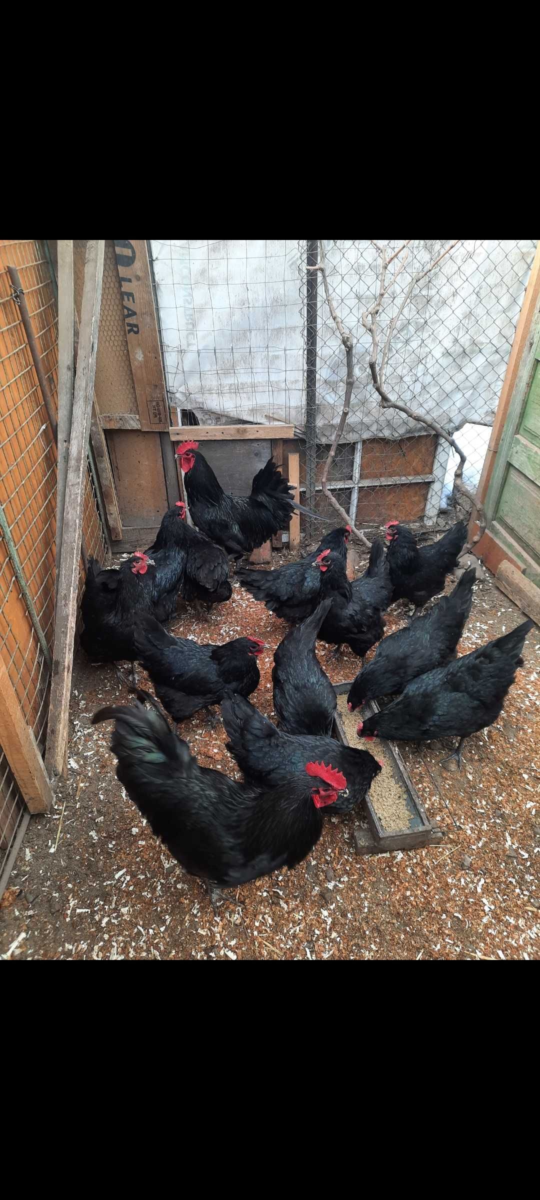 Oua  pentru incubat australorp negru