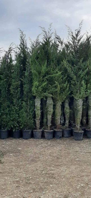 Vând plante ornamentale la oferta