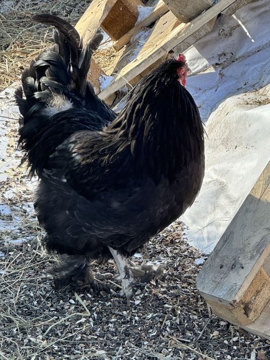 Петухи.         .