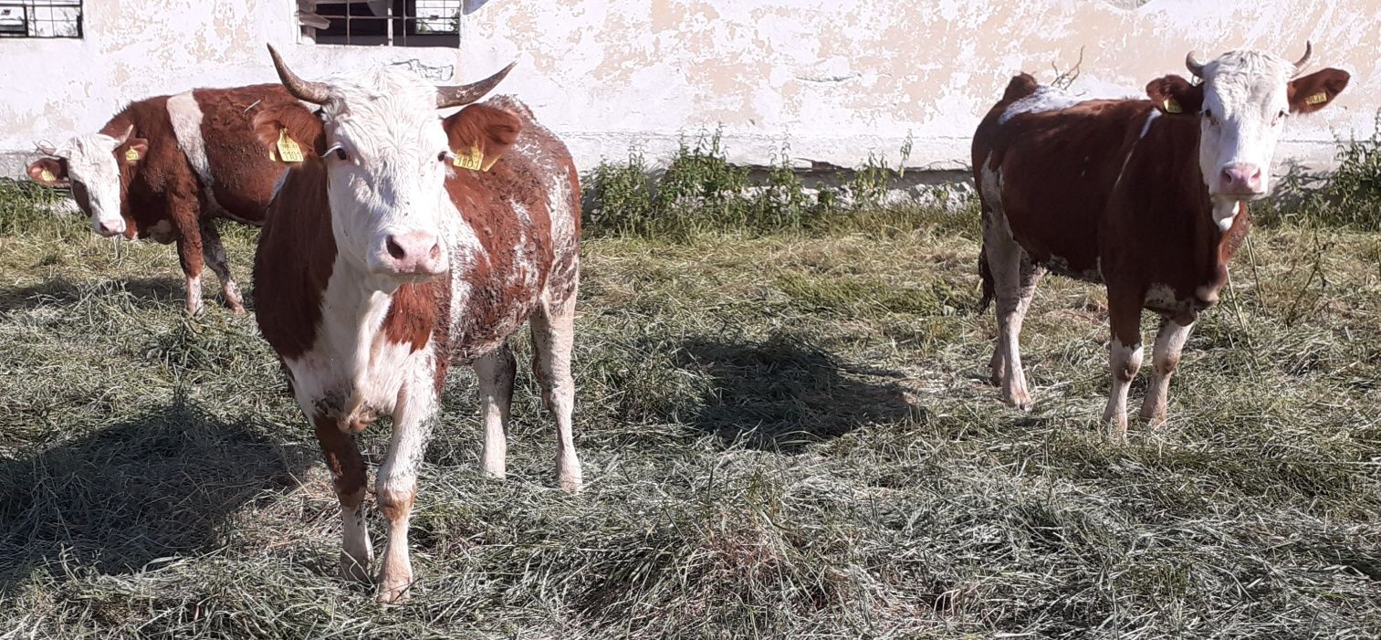 Juninci Baltata Romaneasca gestante in 4-6 luni
