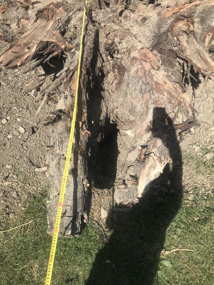 Radacina de nuc aprox 300 de ani, rondele trunchi, dulapi…