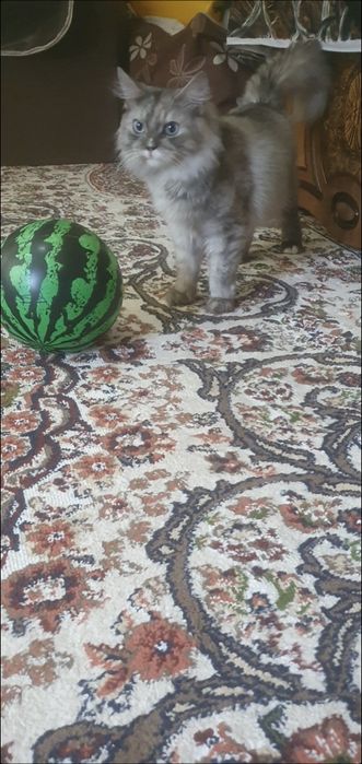 Skotsh strayt erkak mushuk moviy koz