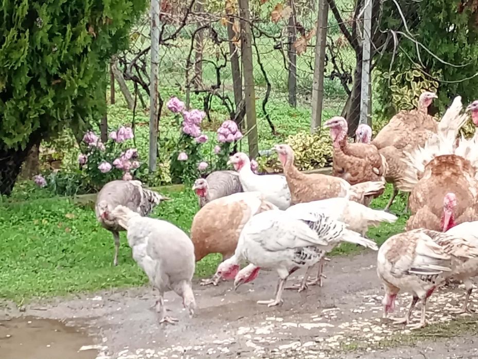 Продавам пуяци , средно по 8 кг е единия , цена 15лв. С Всно поле