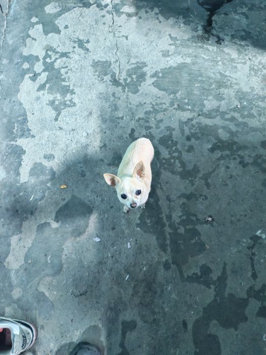 Отдам даром собачку чихуахуа