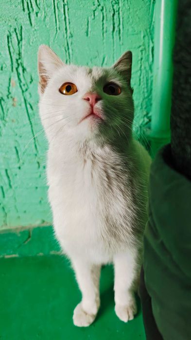 Красивая кошечка в добрые руки