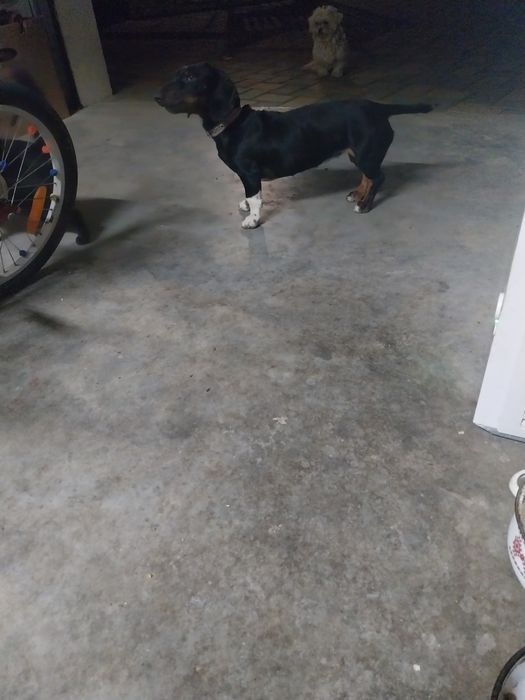 Vând iepuri uriaș albastru