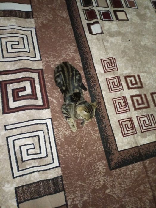 Mushuk bengal sotiladi.