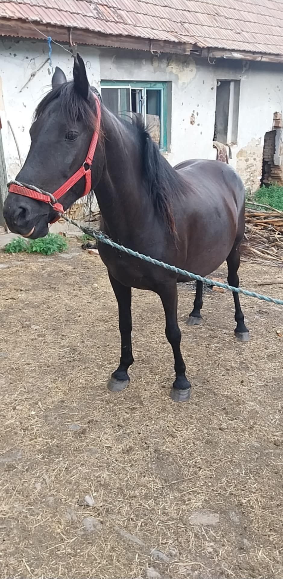 Vand iapa de 6 ani blanda si garantata de ham