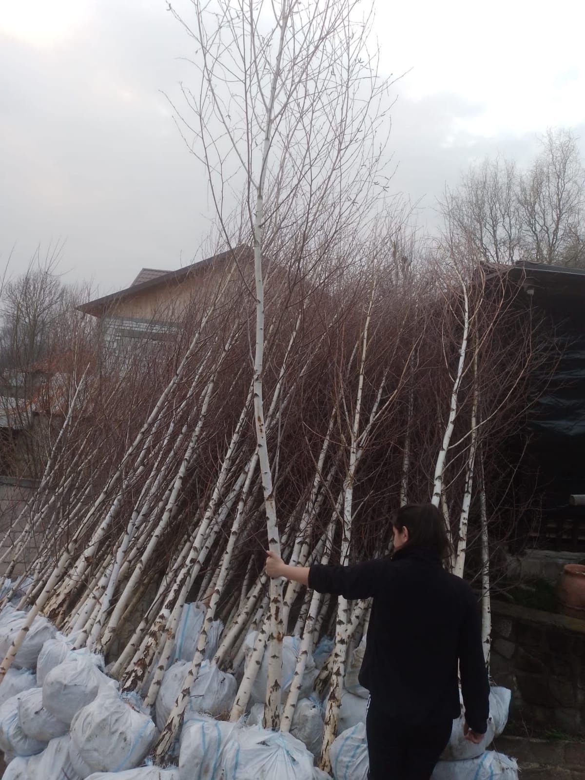 Copaci ornamentali platan mesteacăn tei artar