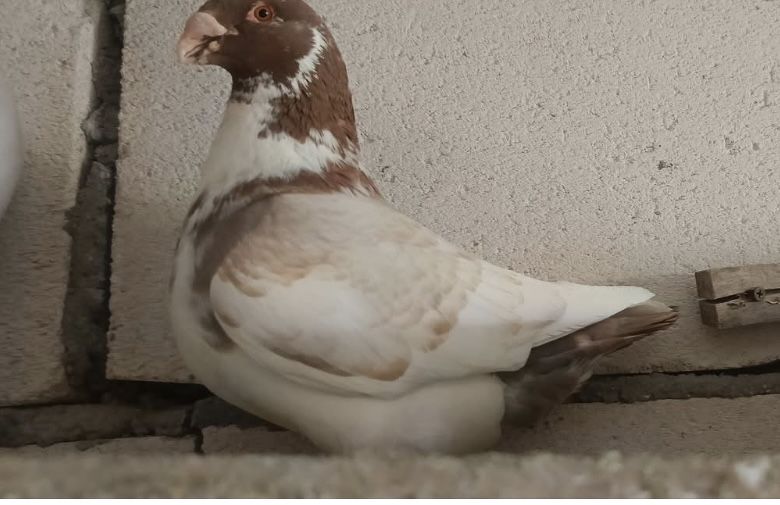 Vand porumbei americani