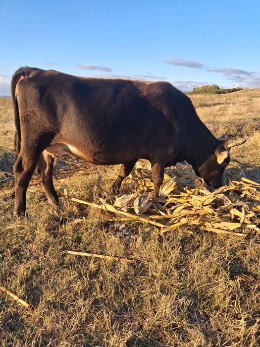 Vând vaca gestanta in 8 luni