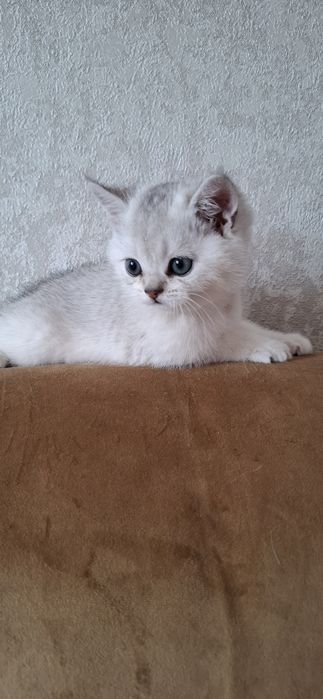 Чистокровные котята от правильной вязки