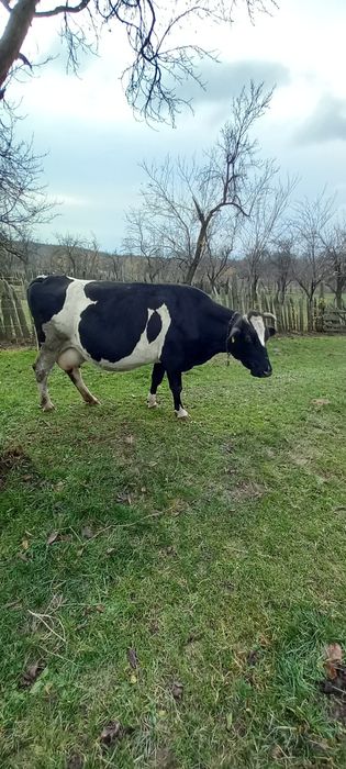 Vând Vacă bună de lapte și foarte cuminte, se mulge la mână.