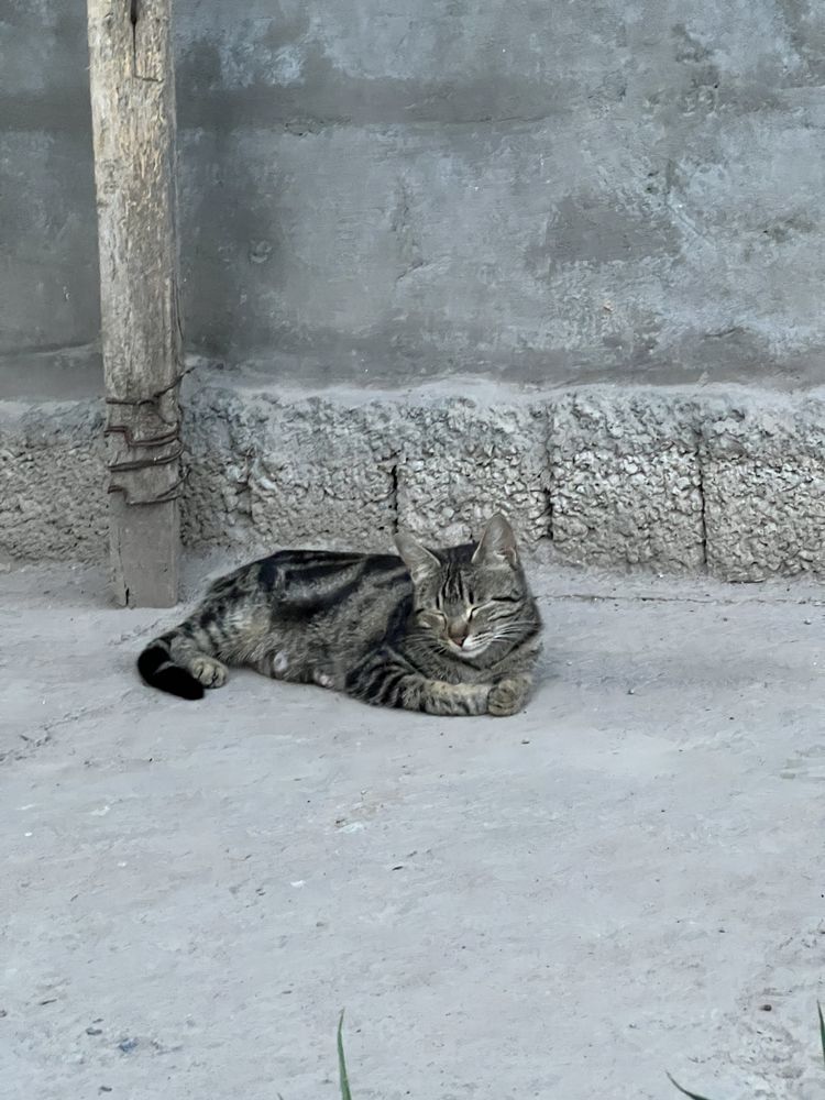 отдам в добрые руки